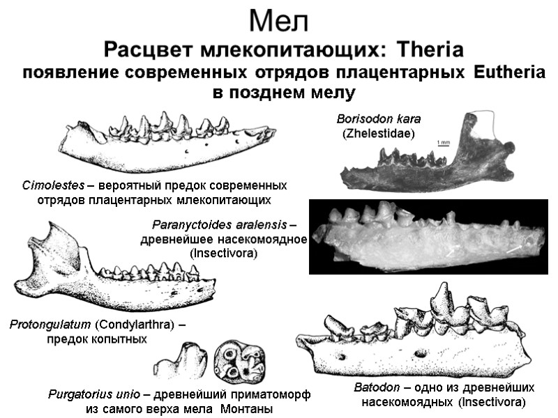 Мел Расцвет млекопитающих: Theria появление современных отрядов плацентарных Eutheria в позднем мелу Cimolestes –
